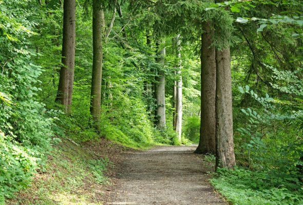 Wald Wald
