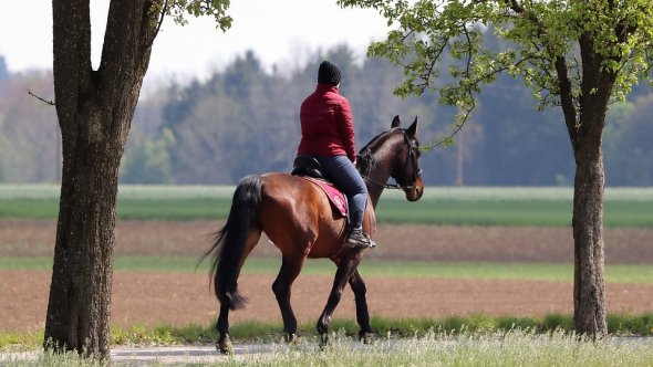 Reiter auf einem Reitweg